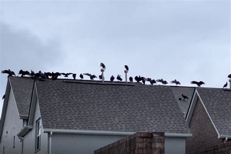 鳥死在屋頂|鄰居家屋頂驚見逾20隻「死神鳥」盤據讓人發毛！網齊。